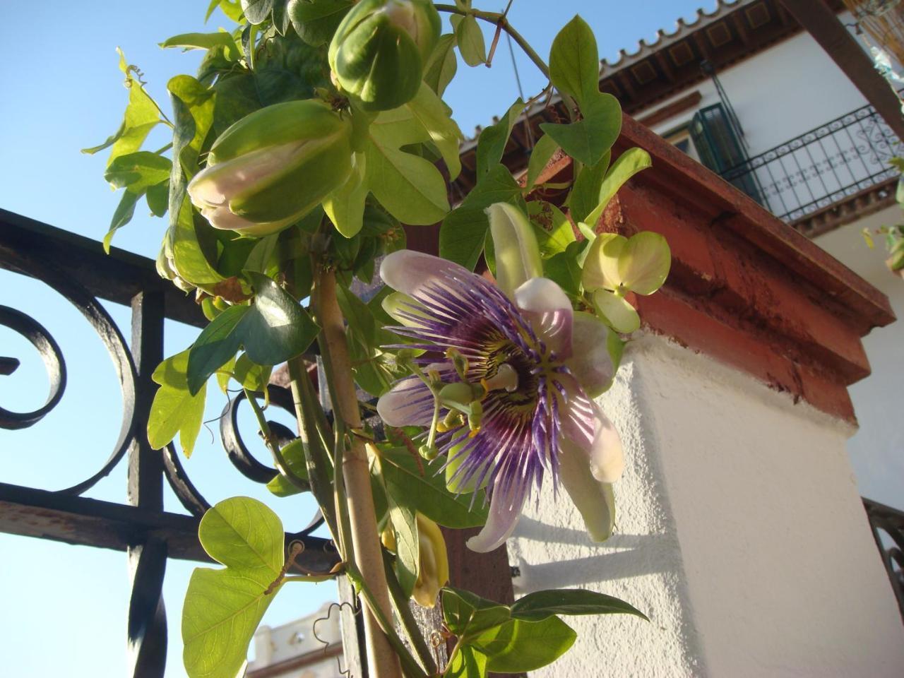 Casa Babylon Backpakers Hostel Málaga Exterior foto